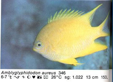 Amblyglyphidodon aureus